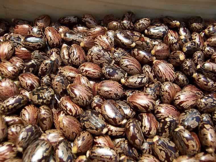 Oil Seeds