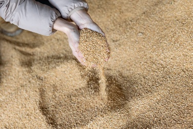 Soybean Meal