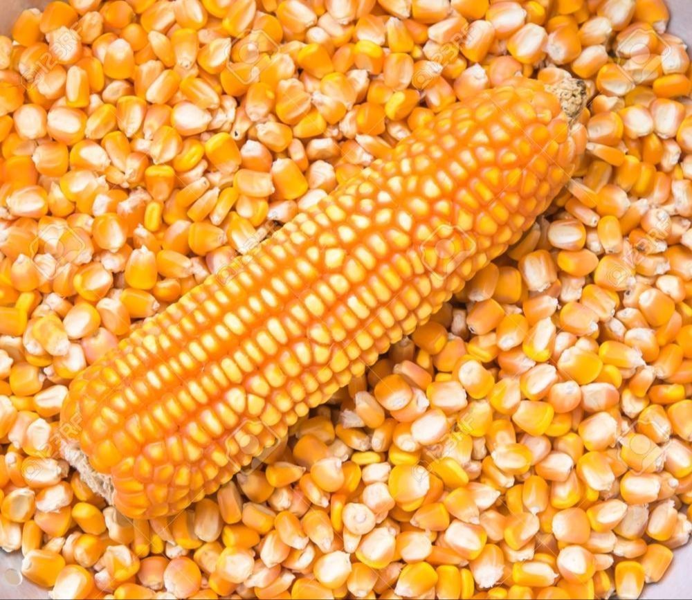 Yellow Corn